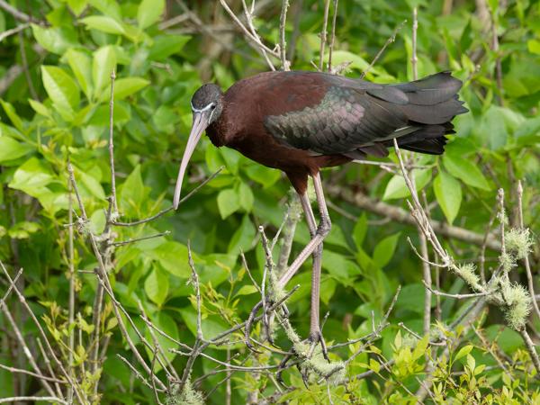 Zwarte ibis (Plegadis falcinellus)